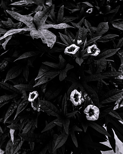 BW Tiny Flowers